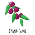 Camu camu superfood fruit for template farmer market design, label and packing. Natural energy protein organic food