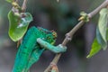 Cameleon qui regarde en arriere Royalty Free Stock Photo