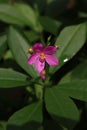 Javanese Ginseng , Ginseng Jawa or Talinum paniculatum Leaves and Flower