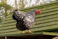 Adult Wyandotte hen seen perched on top of her hen house, just above the egg laying area.