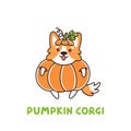 Cute dog breed welsh corgi in a holiday costume pumpkin. Royalty Free Stock Photo