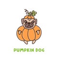 Cute dog of pug breed in a pumpkin costume. Royalty Free Stock Photo