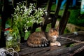 Rustic idyll with a cat and a bouquet of wild flowers. Royalty Free Stock Photo