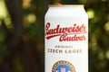 A can of Budweiser beer on a nature background. Royalty Free Stock Photo
