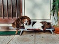 Can and dog on thier bed, cute pets, different species but together Royalty Free Stock Photo