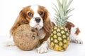 Can dogs eat fruit illustration. Tropical fruit and cavalier king charles spaniel dog. Dog with fruit food. Dog health