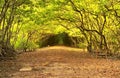 Can gio mangrove forest south vietnam