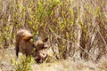 They can not see me - The common warthog Royalty Free Stock Photo