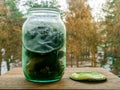 Can of pickled cucumbers with mold