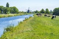 It can`t get much more Dutch windmill, cows, water, dikes, grassland, strong wind and blue skies Royalty Free Stock Photo