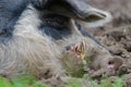 Lack variegated Danish landrace boar Royalty Free Stock Photo