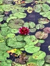 Peekaboo toad