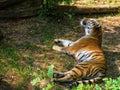 Relaxing satisfied tiger in the nature