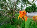 a cana banana tree that grows on the edge of the rice fields