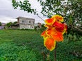 Cana banana tree that grows on the edge of the rice fields