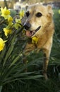 Canaan Dog