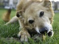 Canaan Dog