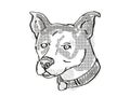 Canaan Dog Breed Cartoon Retro Drawing