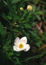 Canada Anemone blooms in the morning sun Royalty Free Stock Photo