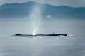 Canada, British Columbia. Humpback whale blow in Victoria Royalty Free Stock Photo