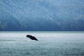 Canada, British Columbia. Humpback whale flipper in Knight Inlet Royalty Free Stock Photo