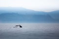 Canada, British Columbia. Humpback whale tail in Victoria Royalty Free Stock Photo