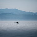 Canada, British Columbia. Humpback whale tail in Victoria Royalty Free Stock Photo