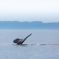 Canada, British Columbia. Humpback whale tail in Victoria Royalty Free Stock Photo