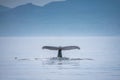 Canada, British Columbia. Humpback whale tail in Victoria Royalty Free Stock Photo