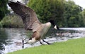 Canada / Canadian Goose landing on a riverside Royalty Free Stock Photo