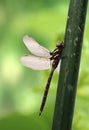 Canada Darner Dragonfly Royalty Free Stock Photo