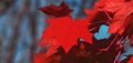 Canada Day maple leaves background. Red maple leaves. Falling red leaf for Canada Day 1st July. Happy Canada Day real maple leaves Royalty Free Stock Photo