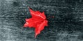 Canada Day maple leaves background. Symbol picture for Canada Day 1st July. Happy Canada Day real maple leaves in shape of Royalty Free Stock Photo