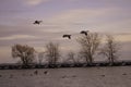 Canada Geese Over Lake Ontario Royalty Free Stock Photo