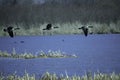 Canada Geese Fly Over Marsh Royalty Free Stock Photo