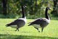 Canada Geese Royalty Free Stock Photo