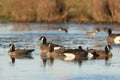 Canada Geese Royalty Free Stock Photo