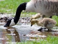 Canada Geese Royalty Free Stock Photo