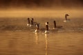 Canada Geese Royalty Free Stock Photo