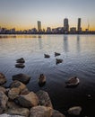 Canada geese along a river in Boston with a sunrise over the city.