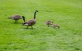 Canada Geese and Babies in Grass Royalty Free Stock Photo