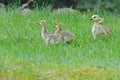 Canada Geese babies in green grass. Royalty Free Stock Photo