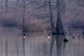 Canada Geese in Baldcypress Swamp  703148 Royalty Free Stock Photo