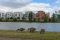 Canada Geese on the banks of the Main River in Frankfurt am Main