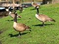 Canada Geese (Branta canadensis) Royalty Free Stock Photo