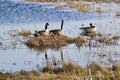 Canada Geese (Branta canadensis) casting reflections over water surface at Tiny Marsh Royalty Free Stock Photo