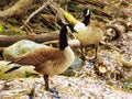 Canada Geese on Connecticut Silver Beach Royalty Free Stock Photo