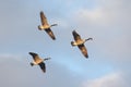 Canada Geese Branta canadensis Royalty Free Stock Photo