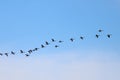 Canada geese Branta canadensis in flight Royalty Free Stock Photo