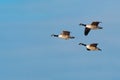 Canada Geese, Branta canadensis, in flight. Royalty Free Stock Photo